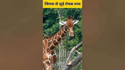 what do we call giraffe in hindi|information about giraffe in hindi.